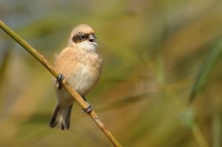Moudivlacek luzni - Remiz pendulinus - Eurasian Penduline-Tit 3803
